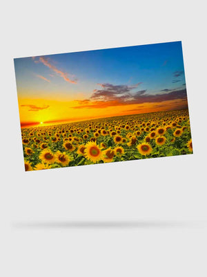 Puzzle 1000 Pièces Soleil et Tournesols - GoCrazyPuzzle